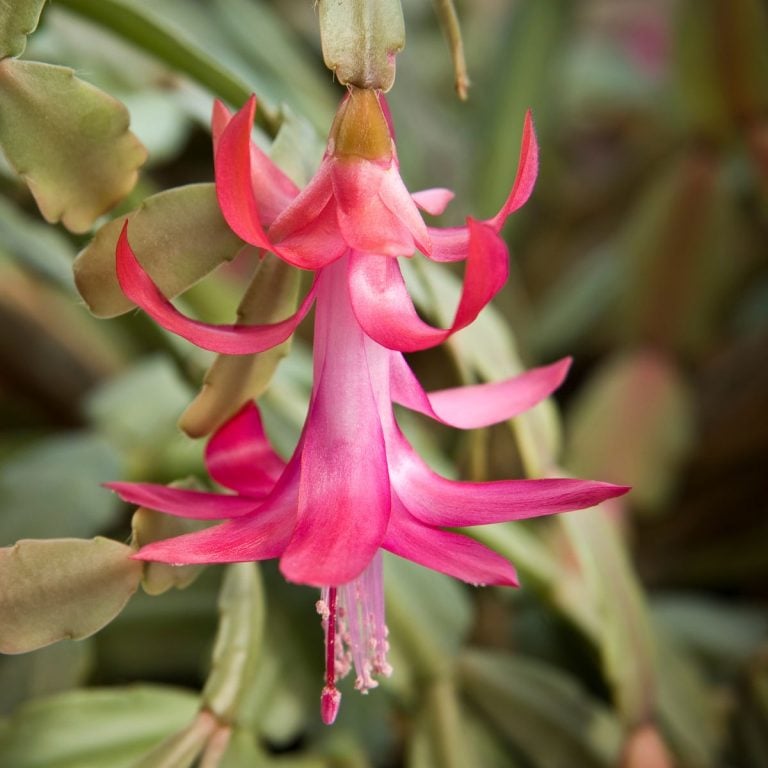 Pink blooming Christmas cactus.