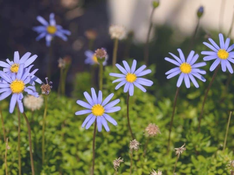 Blue Marguerite daisy flowers