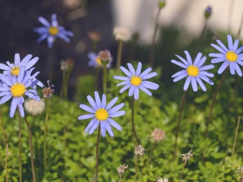 Blue Marguerite daisy flowers