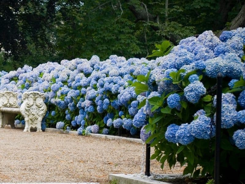 blue hydrangeas