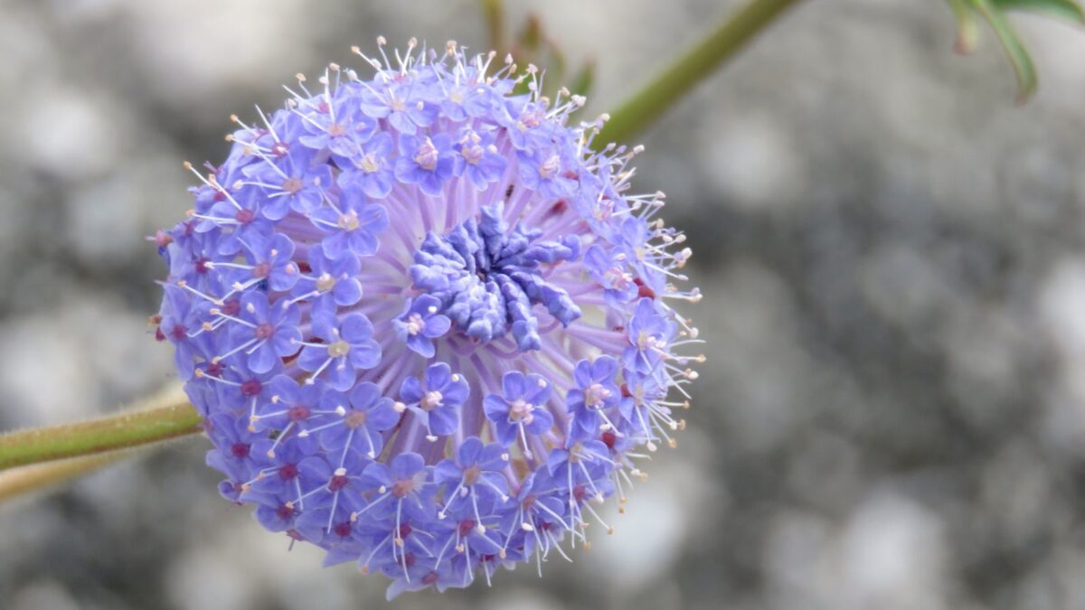 Blue lace flower.