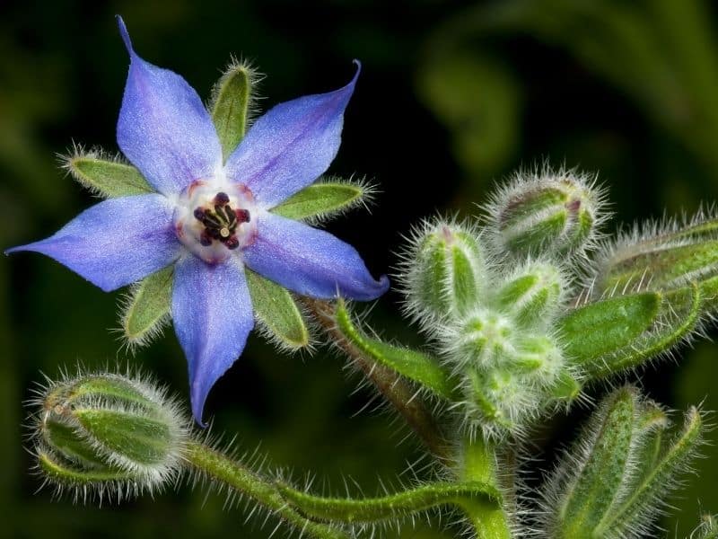 borage flower and buds