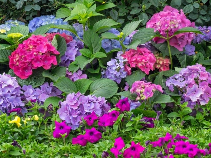 brightly colored hydrangeas