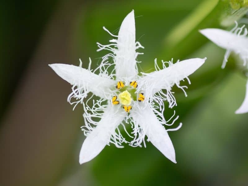 pure white buckbean flower