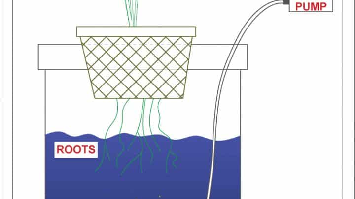 Bucket Hydroponics – FREE Plan For A Bucket Bubbler