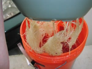 roots growing through holes in the bubbler bucket