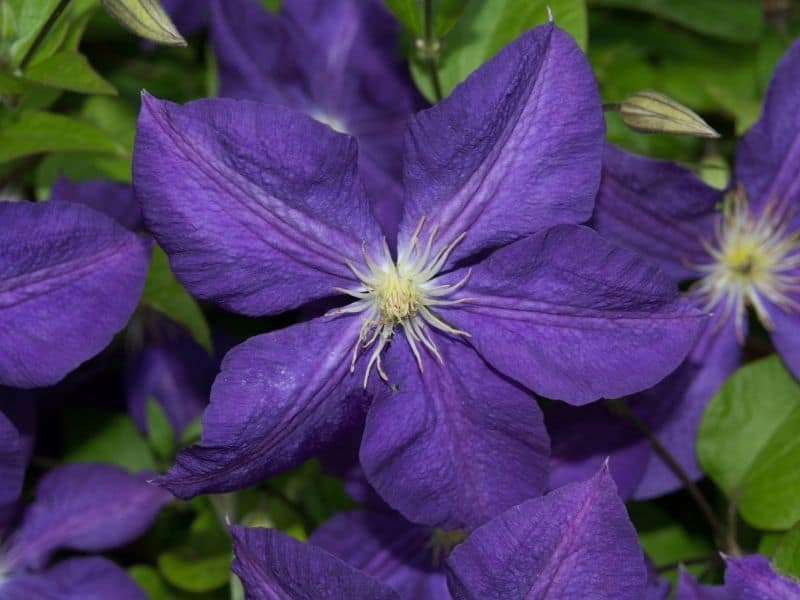 bush violet flower