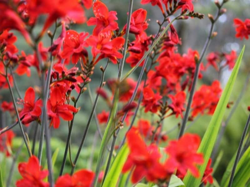 Cardinal flower