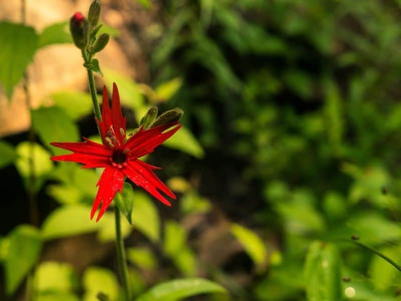 bright red catchfly flower