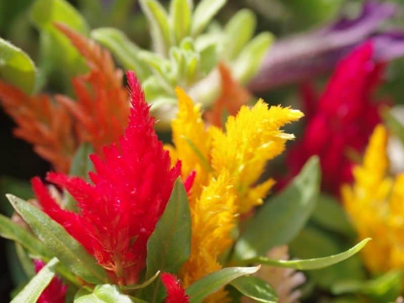 red and yellow celosia flowers