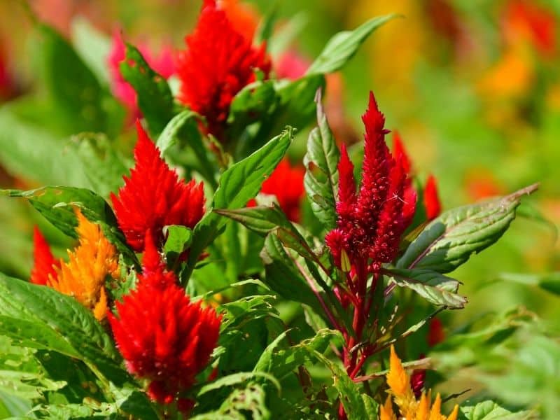 red celosia