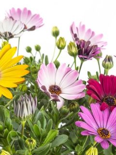 brightly colored African daisies