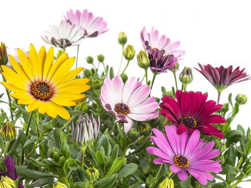 brightly colored African daisies