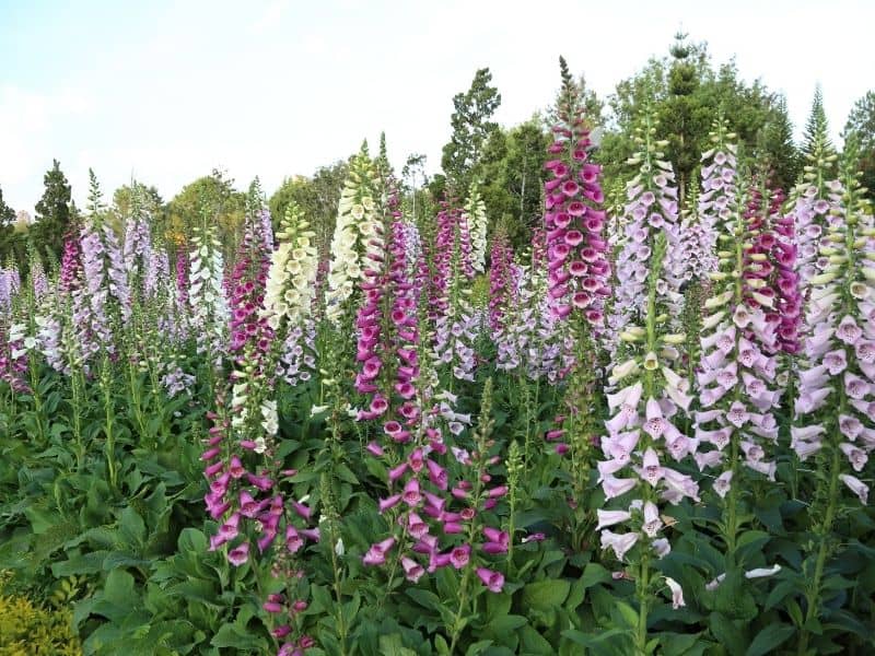 colorful foxglove flowers