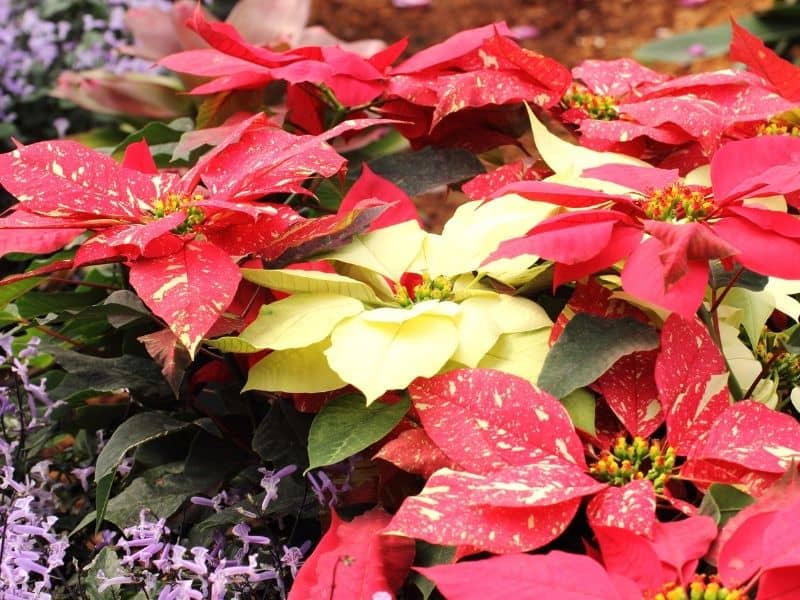 different colored poinsettias