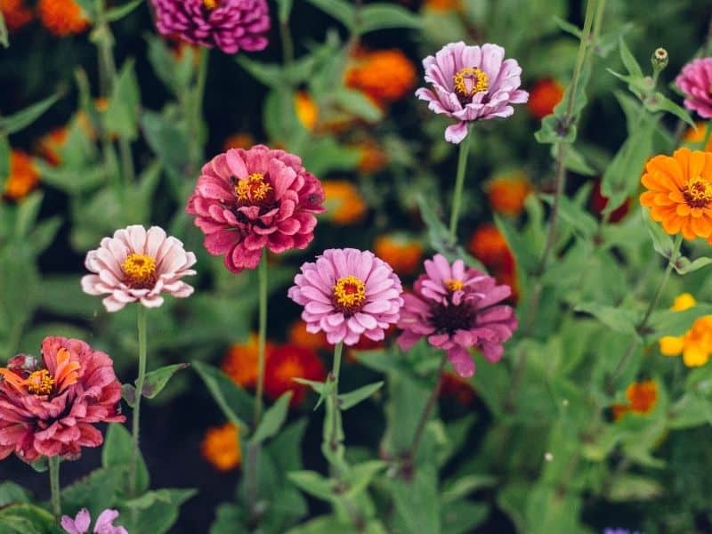 colorful zinnia flowers