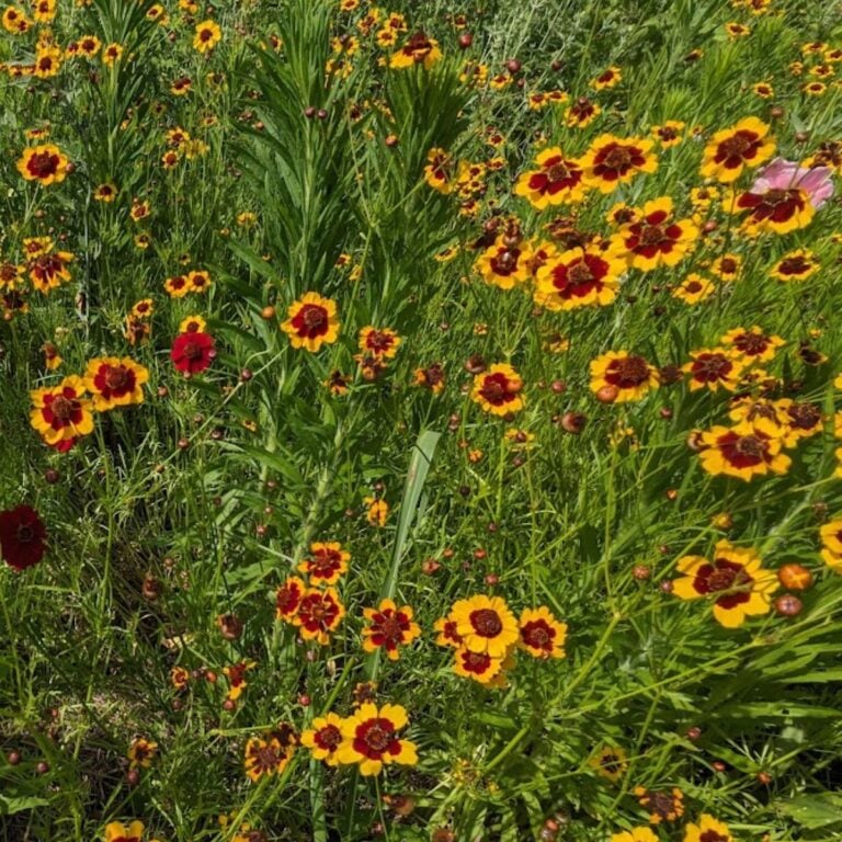 A field of coreopsis flowers.