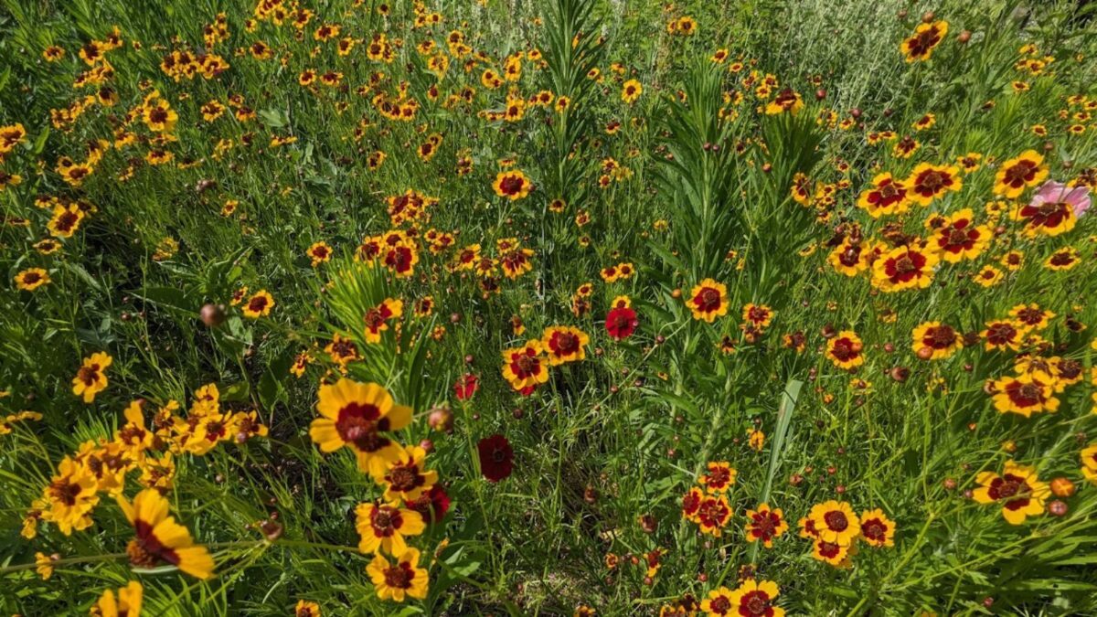 A field of coreopsis flowers.