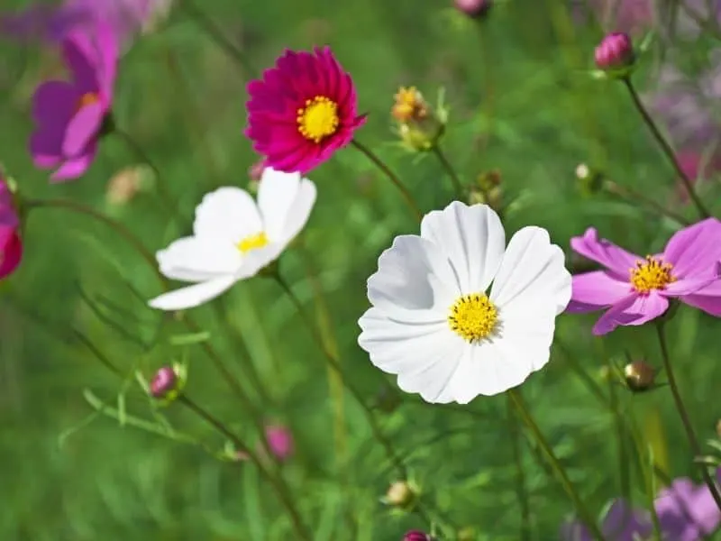 red, white and pink cosmos flowers
