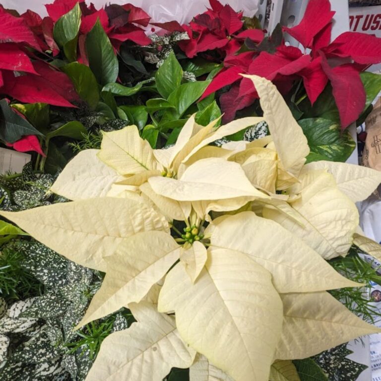 Cream poinsettia with some red ones in the background.