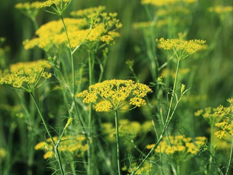 dill flowers