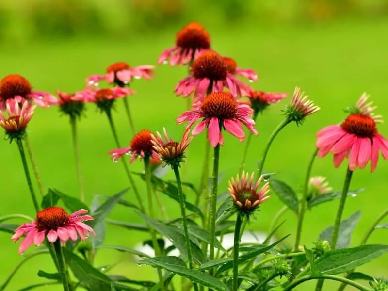 a bunch of red echinacea flowers