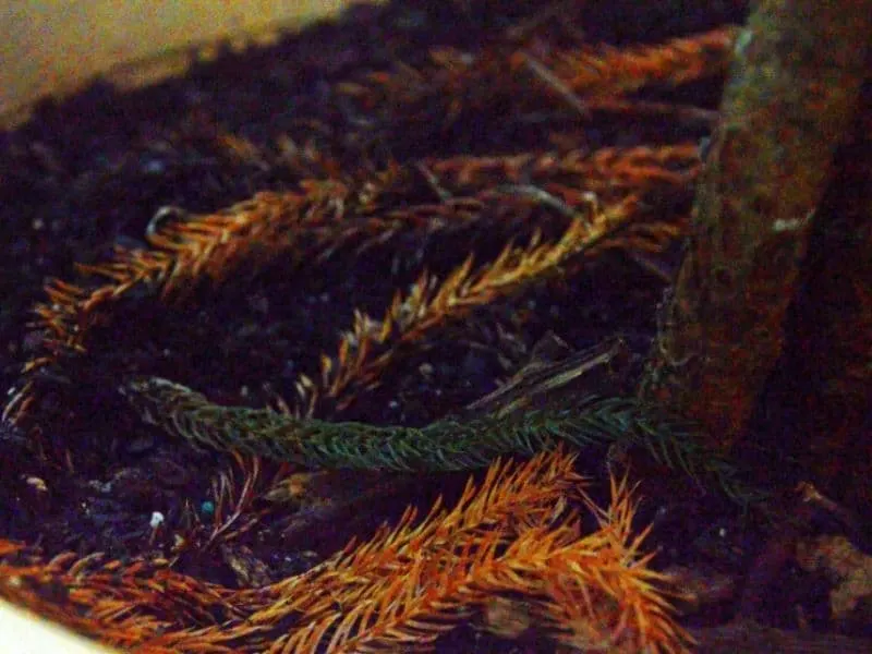 dry fallen branches from my Norfolk Island pine tree