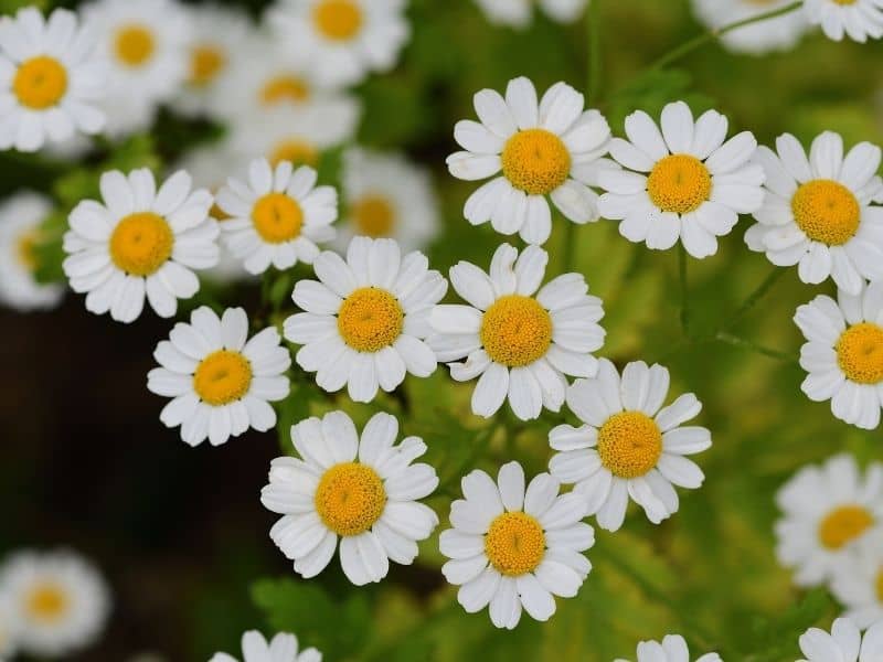 feverfew flowers