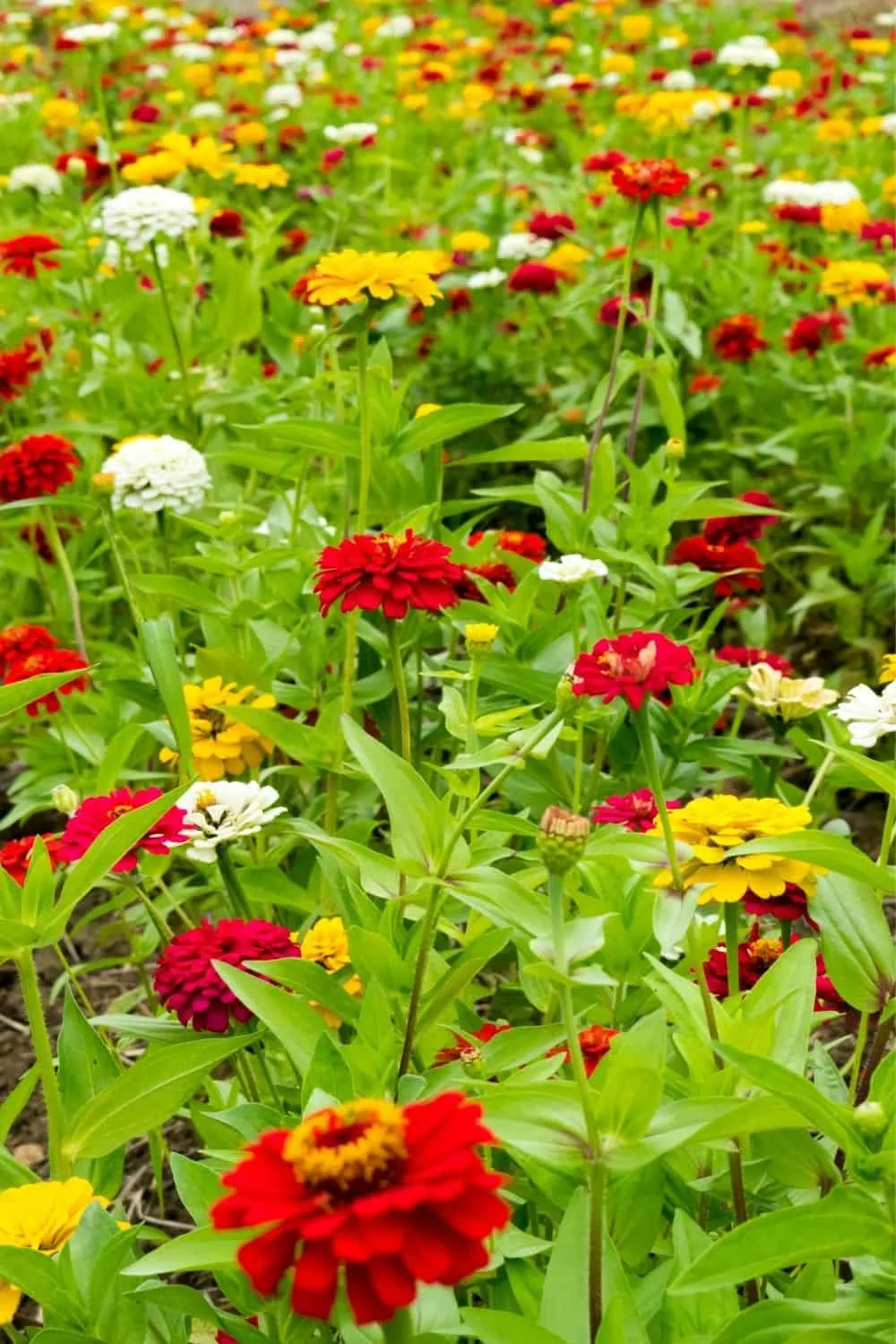 a field of zinnias