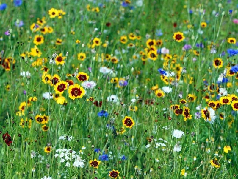 wildflower field