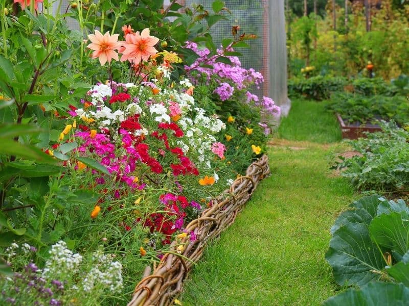 Grass alley next to a colorful flower bed 