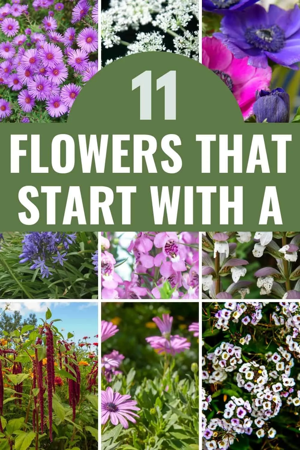 11 flowers that start with A