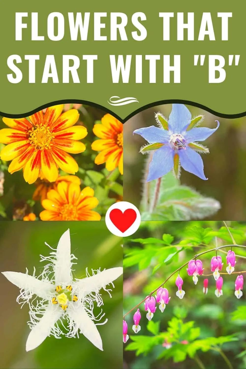 flowers that start with b