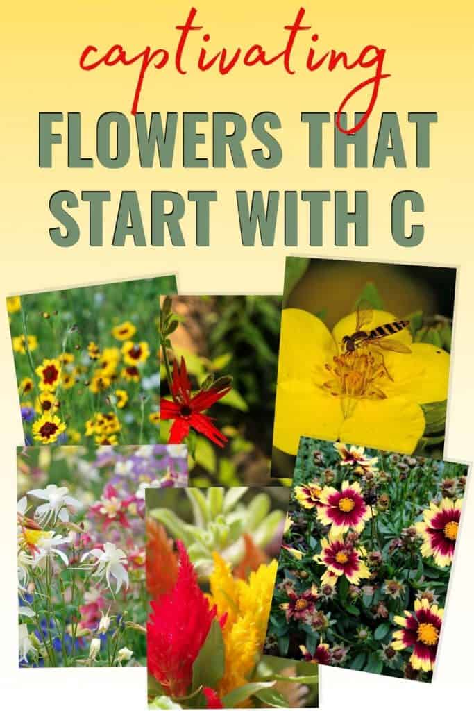 13 Captivating Flowers That Start With C