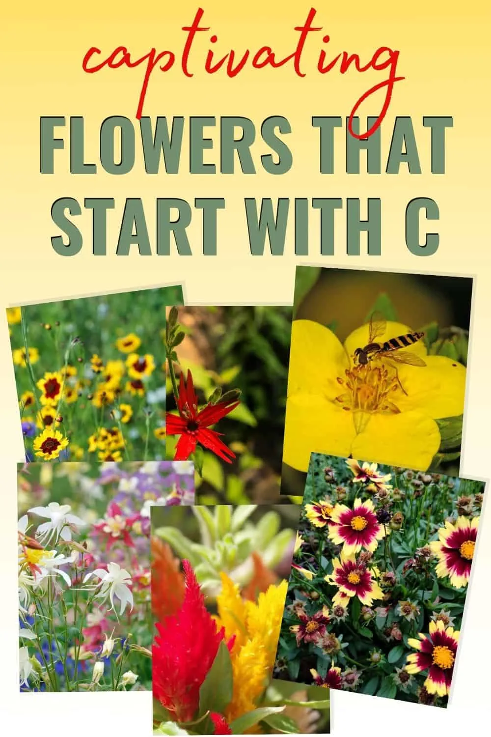 flowers that start with c