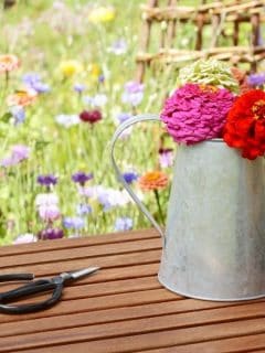 Freshly cut zinnias in a metal canister