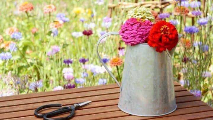27 Best Plants for a Cut Flower Garden