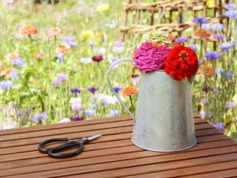 Freshly cut zinnias in a metal canister