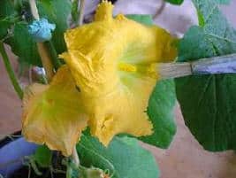 hand pollinating with a brush