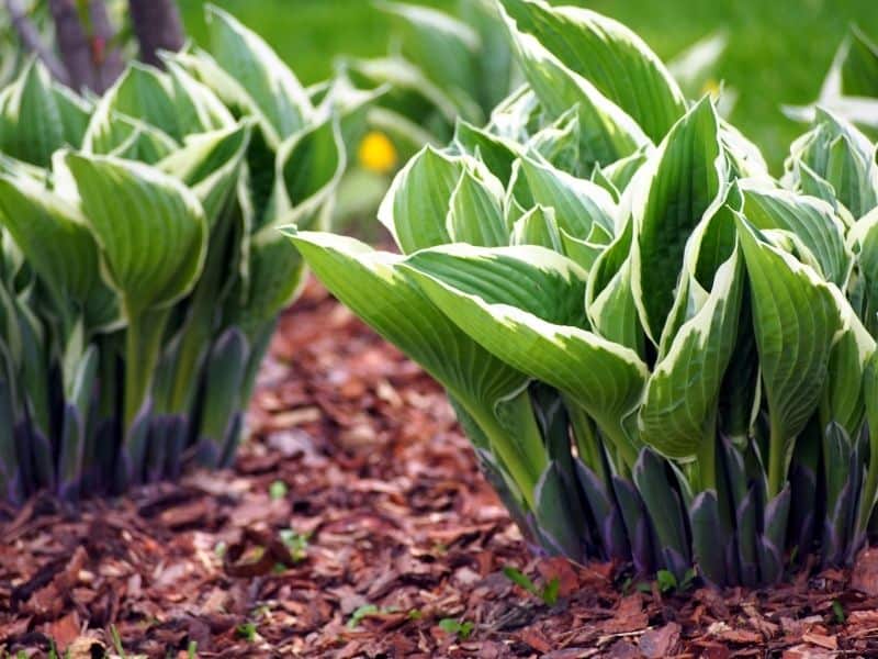 hosta plants