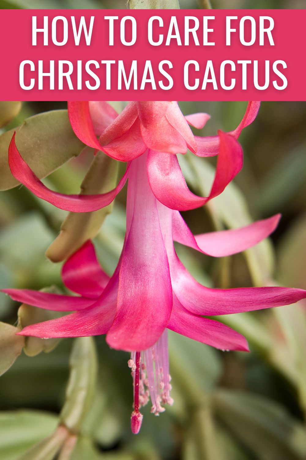 How to care for Christmas cactus.