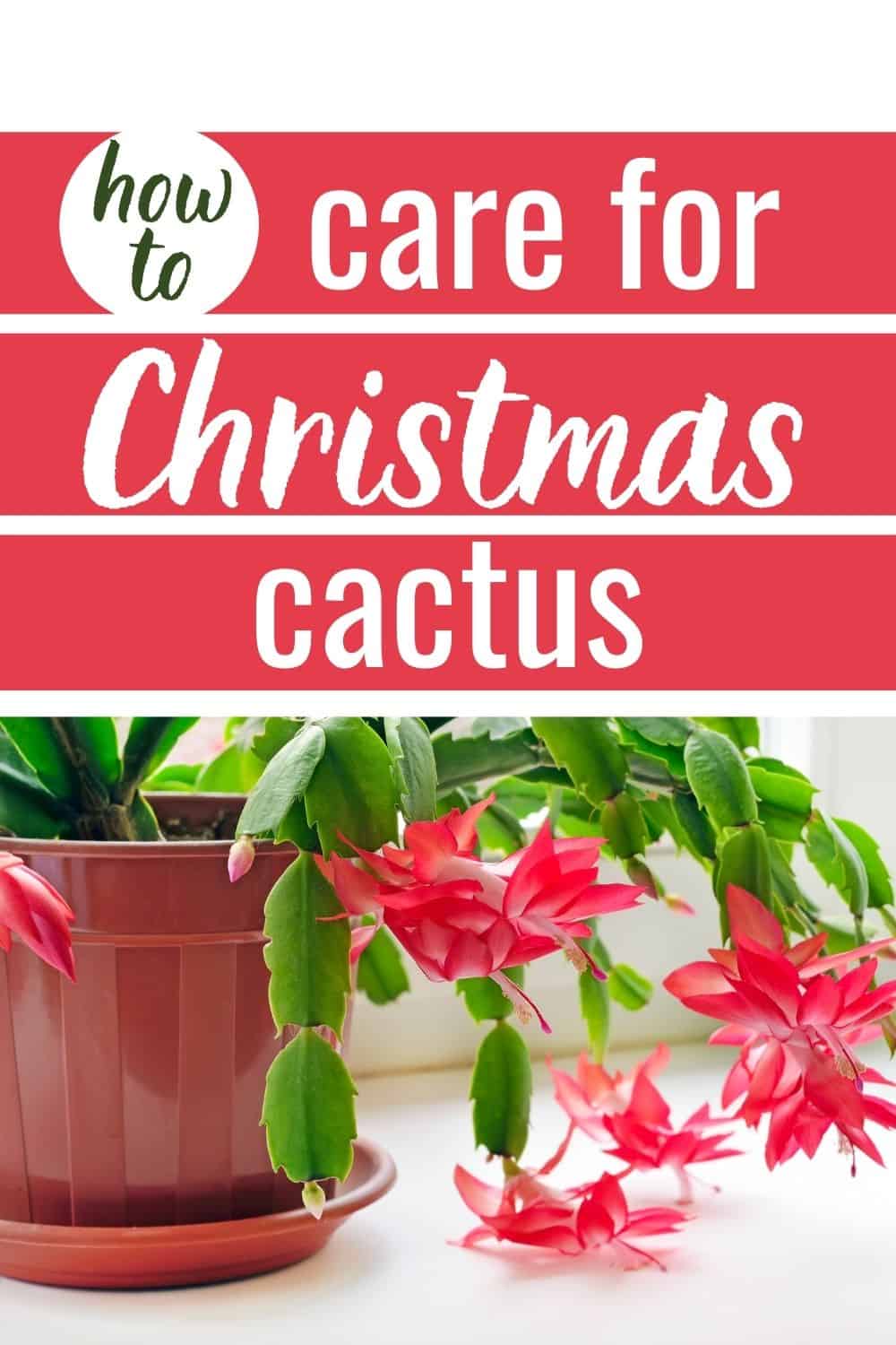 How to care for Christmas cactus