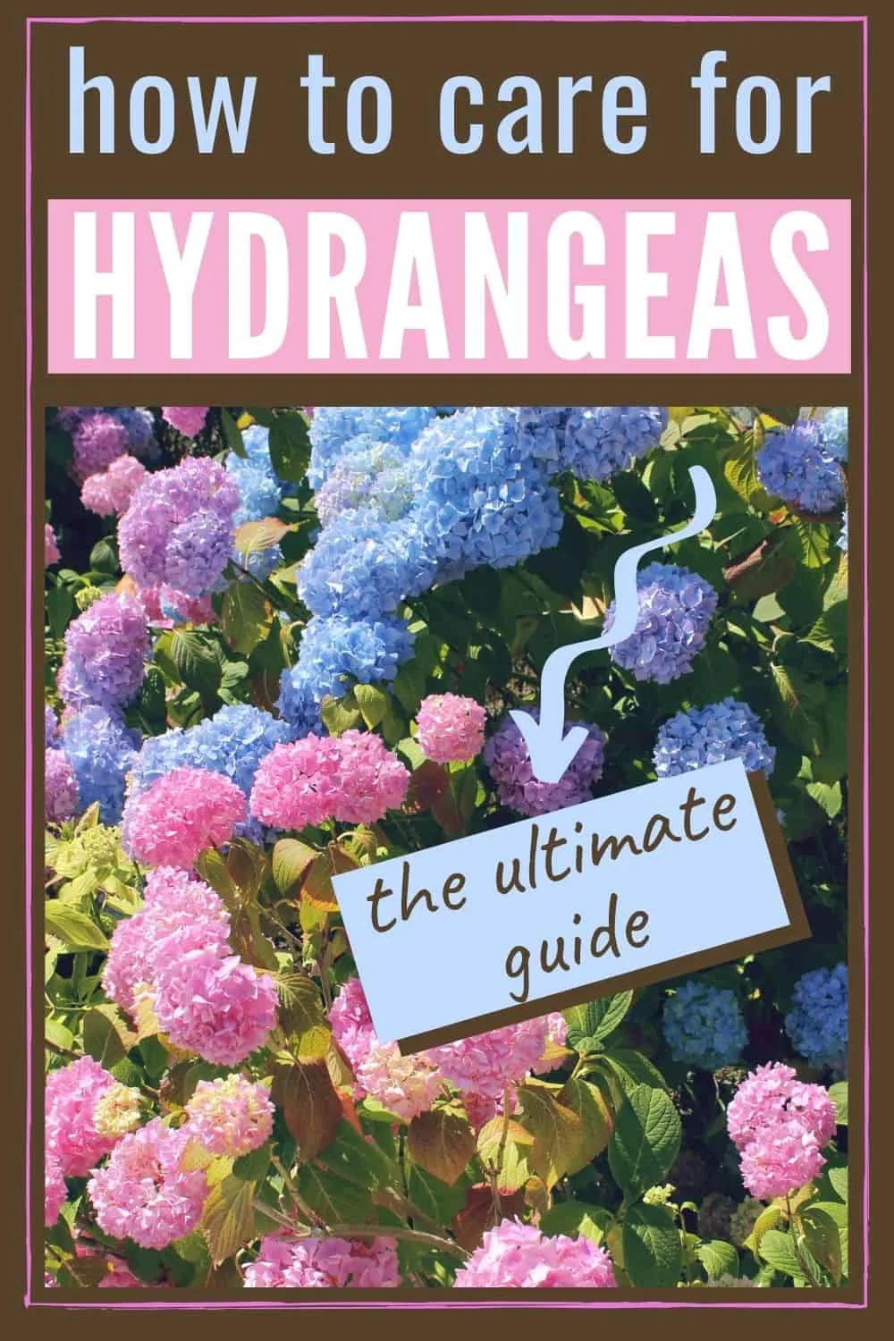 How to care for hydrangeas