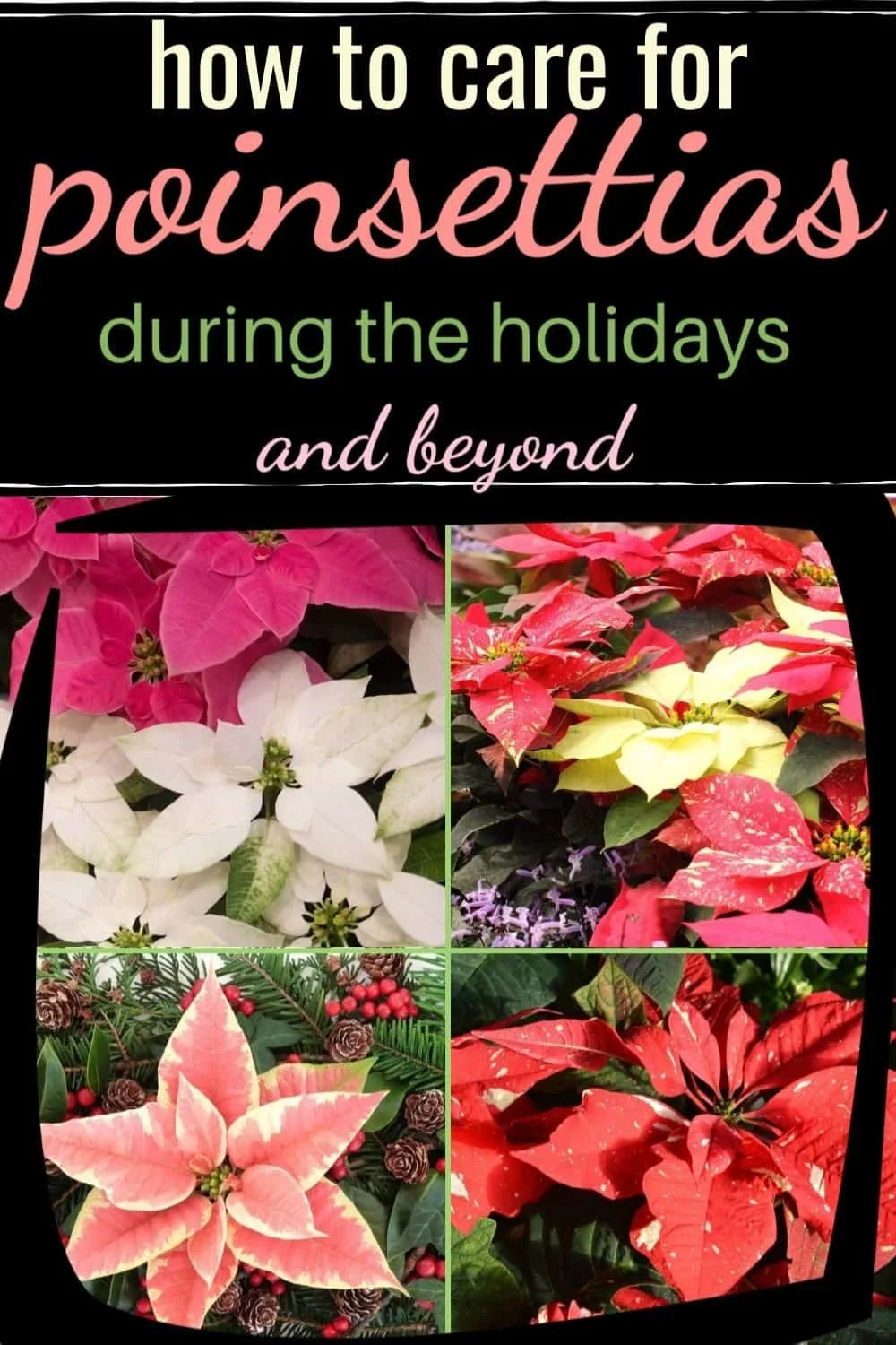 How to care for poinsettias during the holidays and beyond