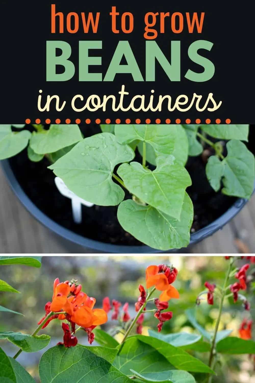 How to grow beans in containers