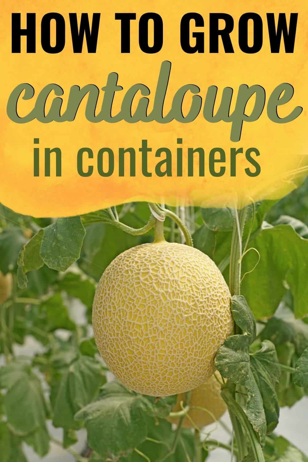 How to grow cantaloupe in containers