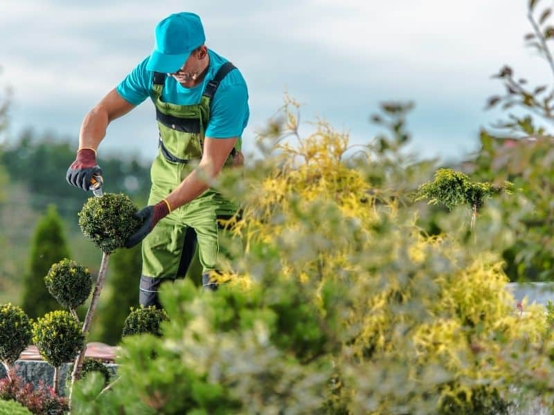 a guy doing landscape maintenance