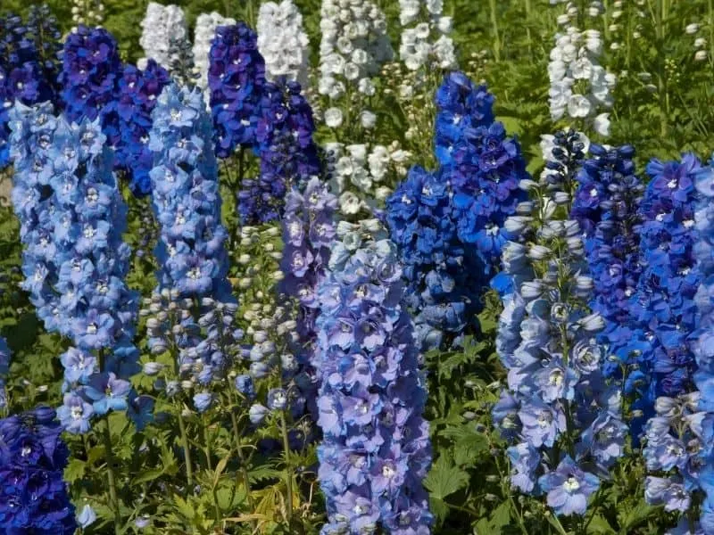larkspur flowers