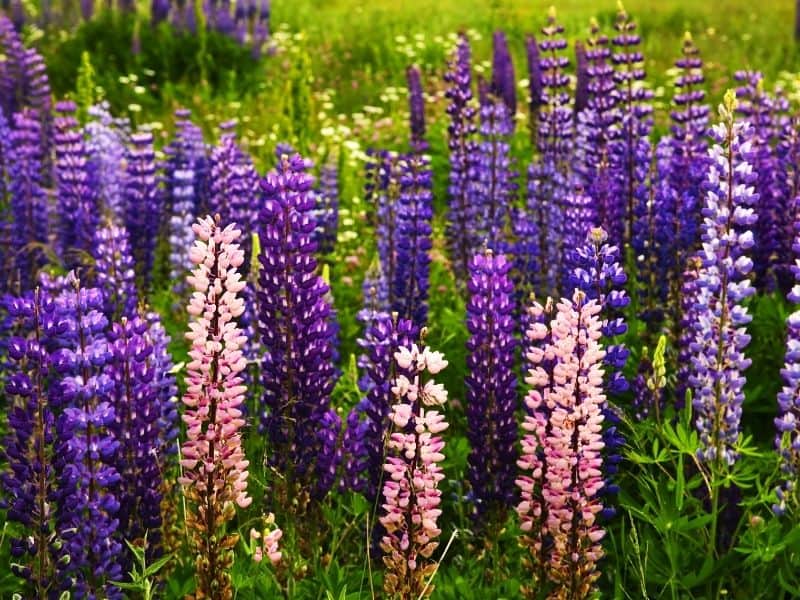 pink and purple lupine flowers