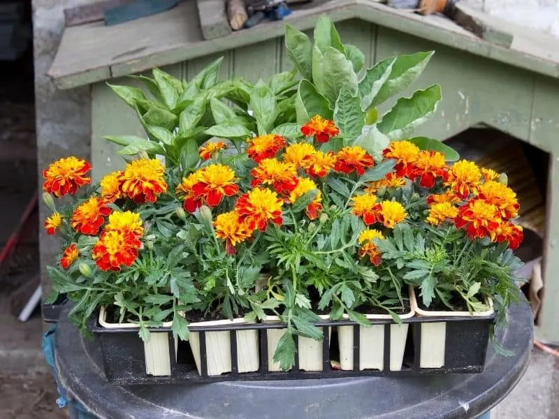a flat of marigold seedlings